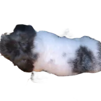 "Tony", a male Maltipoo for sale in San Diego, CA – Photo 6 of 8