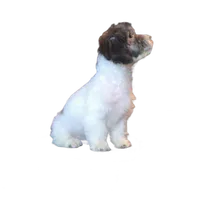 "Tony", a male Maltipoo for sale in San Diego, CA – Photo 8 of 8