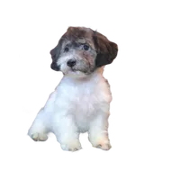 "Tony", a male Maltipoo for sale in San Diego, CA – Photo 4 of 8