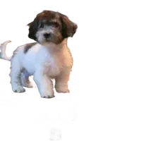 "Tony", a male Maltipoo for sale in San Diego, CA – Photo 3 of 8