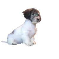 "Tony", a male Maltipoo for sale in San Diego, CA – Photo 5 of 8