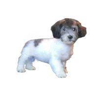 "Tony", a male Maltipoo for sale in San Diego, CA – Photo 1 of 8
