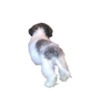 "Tony", a male Maltipoo for sale in San Diego, CA – Photo 7 of 8