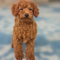 Rubio, a male Poodle - Miniature  for sale in San Diego, CA – 3 of 10
