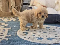 Brandy, a female Bichon Frise and Maltipoo for sale in San Diego, CA – 9 of 9