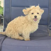 Quinn, a male Maltipoo for sale in San Diego, CA – 9 of 10