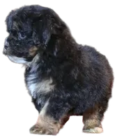 "Kobe", a male Maltipoo and Shih Tzu for sale in San Diego, CA – Photo 4 of 9