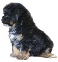 "Kobe", a male Maltipoo and Shih Tzu for sale in San Diego, CA – Photo 9 of 9