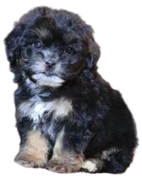 "Kobe", a male Maltipoo and Shih Tzu for sale in San Diego, CA – Photo 1 of 9