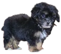 "Kobe", a male Maltipoo and Shih Tzu for sale in San Diego, CA – Photo 5 of 9