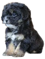 "Kobe", a male Maltipoo and Shih Tzu for sale in San Diego, CA – Photo 8 of 9