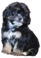 "Kobe", a male Maltipoo and Shih Tzu for sale in San Diego, CA – Photo 2 of 9