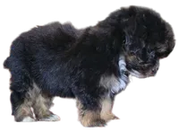 "Kobe", a male Maltipoo and Shih Tzu for sale in San Diego, CA – Photo 6 of 9