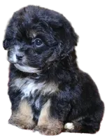 "Kobe", a male Maltipoo and Shih Tzu for sale in San Diego, CA – Photo 3 of 9