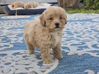 Ben, a male Bichon Frise and Maltipoo for sale in San Diego, CA – 5 of 10