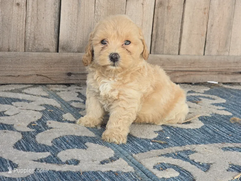 Bower – Bichon Frise, Maltipoo puppy for sale in San Diego, CA