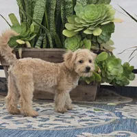 Quinn, a male Maltipoo for sale in San Diego, CA – 7 of 10