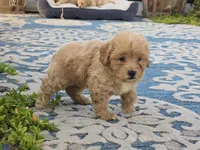 Ben, a male Bichon Frise and Maltipoo for sale in San Diego, CA – 8 of 10
