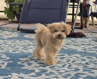 Jewel, a female Maltipoo and Shih Tzu for sale in San Diego, CA – 5 of 10