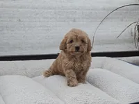 Harra, a female Maltipoo for sale in San Diego, CA – 8 of 10