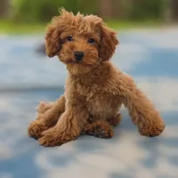 Ray, a male Poodle - Miniature  for sale in San Diego, CA – 9 of 10