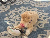 Donny, a male Maltipoo for sale in San Diego, CA – 10 of 10