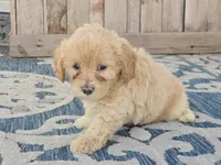Bella, a female Bichon Frise and Maltipoo for sale in San Diego, CA – 2 of 7