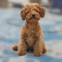 Ray, a male Poodle - Miniature  for sale in San Diego, CA – 7 of 10