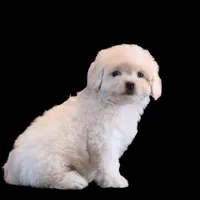 "Kio", a male Maltipoo and Shih Tzu for sale in San Diego, CA – Photo 4 of 10