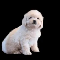 "Kio", a male Maltipoo and Shih Tzu for sale in San Diego, CA – Photo 1 of 10