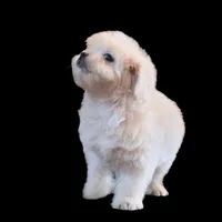 "Kio", a male Maltipoo and Shih Tzu for sale in San Diego, CA – Photo 2 of 10