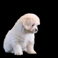 "Kio", a male Maltipoo and Shih Tzu for sale in San Diego, CA – Photo 3 of 10