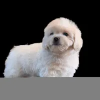 "Kio", a male Maltipoo and Shih Tzu for sale in San Diego, CA – Photo 10 of 10