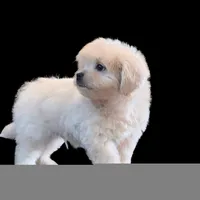 "Kio", a male Maltipoo and Shih Tzu for sale in San Diego, CA – Photo 7 of 10