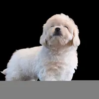 "Kio", a male Maltipoo and Shih Tzu for sale in San Diego, CA – Photo 9 of 10