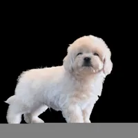 "Kio", a male Maltipoo and Shih Tzu for sale in San Diego, CA – Photo 5 of 10