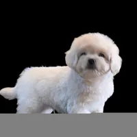 "Kio", a male Maltipoo and Shih Tzu for sale in San Diego, CA – Photo 8 of 10