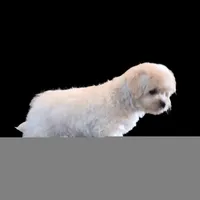 "Kio", a male Maltipoo and Shih Tzu for sale in San Diego, CA – Photo 6 of 10