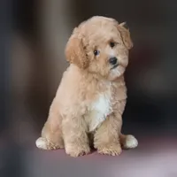 Rascal, a female Maltipoo for sale in San Diego, CA – 9 of 9