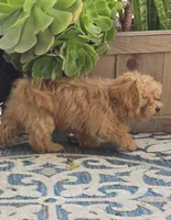 Deon, a male Maltipoo for sale in San Diego, CA – 7 of 10