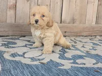 Bower, a male Bichon Frise and Maltipoo for sale in San Diego, CA – 4 of 9