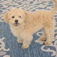 Quinn, a male Maltipoo for sale in San Diego, CA – 10 of 10