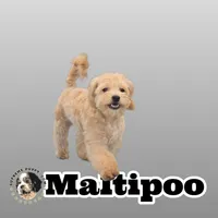 Quinn, a male Maltipoo for sale in San Diego, CA – 1 of 10