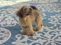 JuJu, a female Maltipoo and Shih Tzu for sale in San Diego, CA – 9 of 10