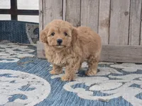 Harra, a female Maltipoo for sale in San Diego, CA – 4 of 10