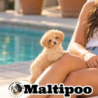 Hiro, a male Maltipoo for sale in San Diego, CA – 1 of 10
