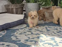 Danni, a female Maltipoo for sale in San Diego, CA – 9 of 10