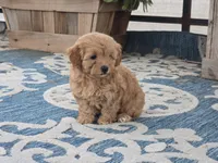 Harra, a female Maltipoo for sale in San Diego, CA – 3 of 10
