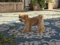 Jewel, a female Maltipoo and Shih Tzu for sale in San Diego, CA – 4 of 10