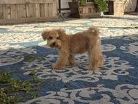 Jewel, a female Maltipoo and Shih Tzu for sale in San Diego, CA – 6 of 10